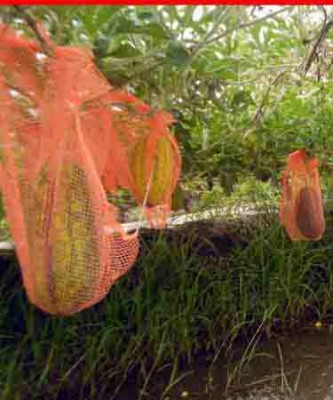 নতুন প্রজাতির তরমুজের বাম্পার ফলনে সফল কৃষক জাকির  